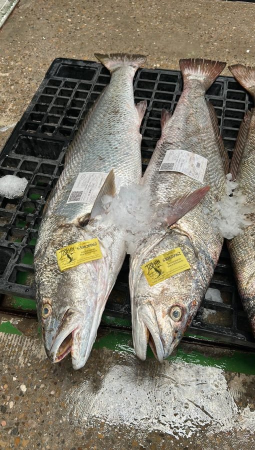Pescado fresco de lonja